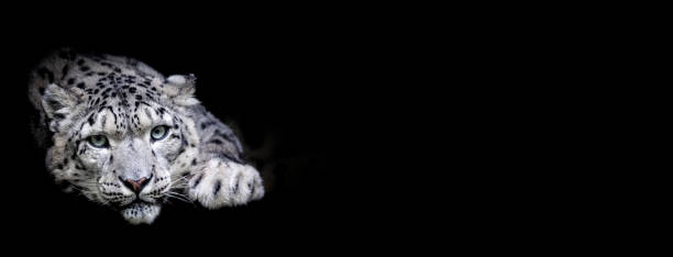istock Portrait of a snow leopard with a black background 1186122465