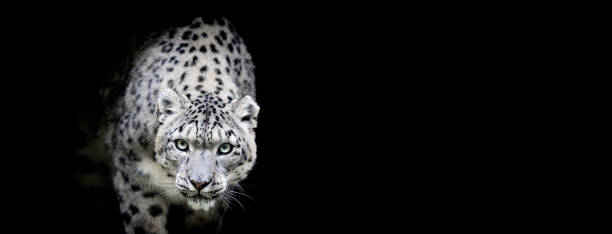 istock Portrait of a snow leopard with a black background 1186122466