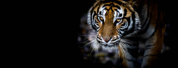 istock Portrait of a Tiger with a black background 1186122551