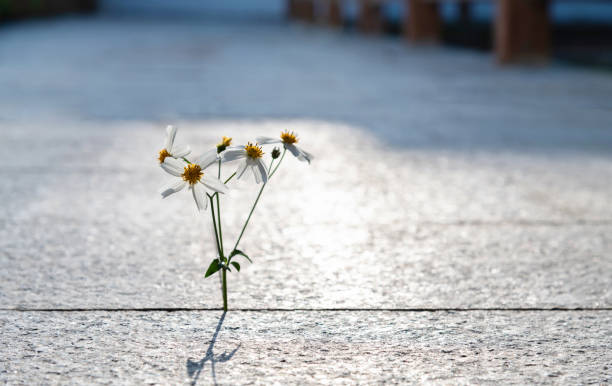 Photo of White flower growing on stone floor