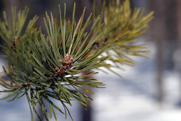 Pine branch