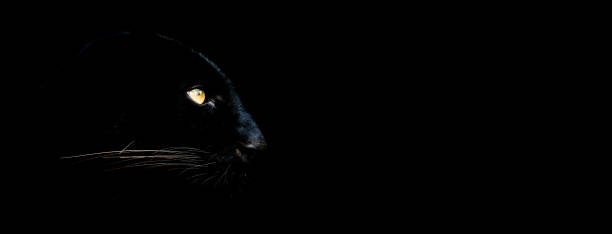 istock Black panther with a black background 1186122639