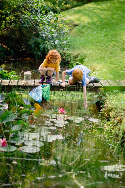 istock Catching Frogs in the Garden 1186122717