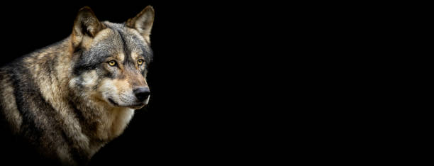 istock Portrait of a grey wolf with a black background 1186122779