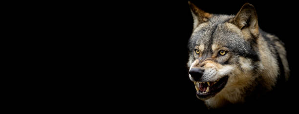istock Portrait of a grey wolf with a black background 1186122782