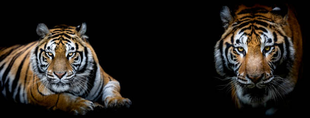 istock Portrait of a Tiger with a black background 1186122829
