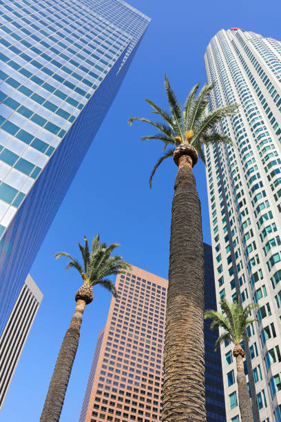 istock Skyscraper + Palm Tress - Los Angeles 1186122860