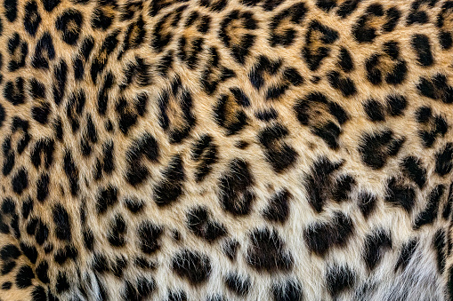 Leopard print - close-up of a leopard body. Very detailed image of leopard fur with characteristic spotted pattern.