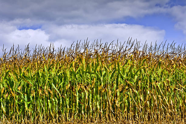 Cтоковое фото Кукурузное поле