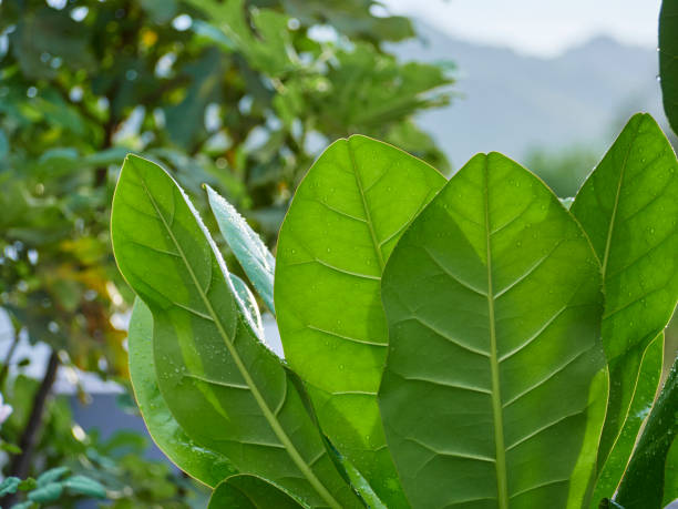 istock Green leaves with rain drops in an outdoor garden 1186123732