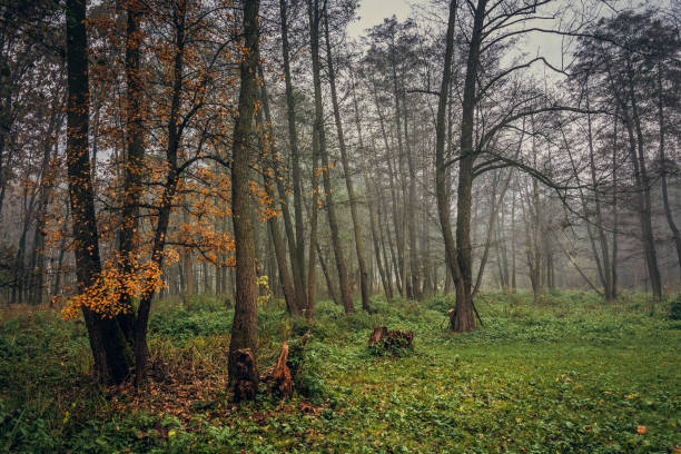 istock Nature in morning 1186123915