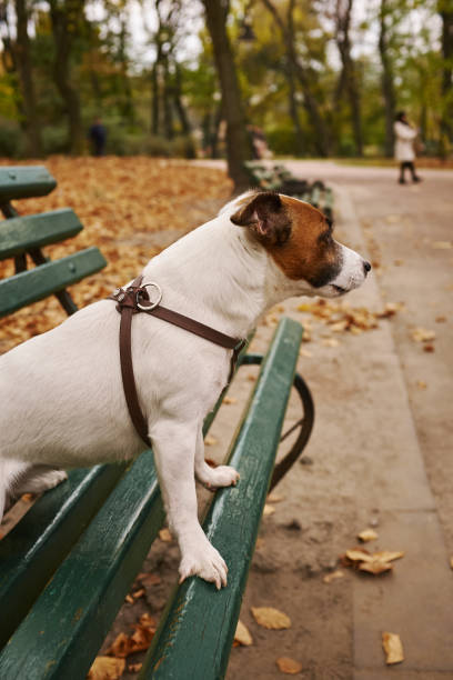 istock Jack Russell Terrier sitting on a bench in the autumn park 1186124419