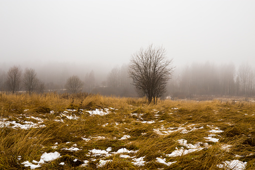 The first snow falls in the meadow. In the background there is a forest in the fog. Smolensk region, Russia.