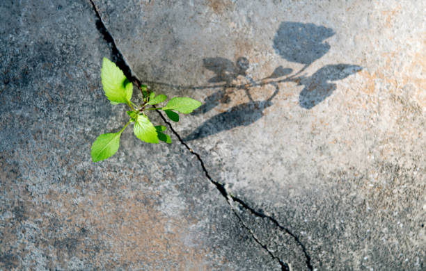 istock Plant growing on concrete road 1186125380