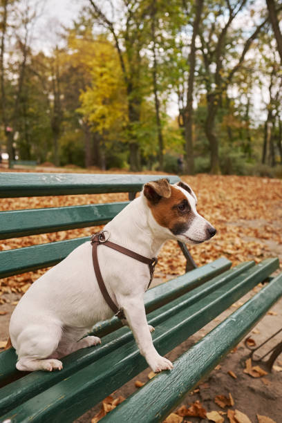 istock Jack Russell Terrier sitting on a bench in the autumn park 1186126060
