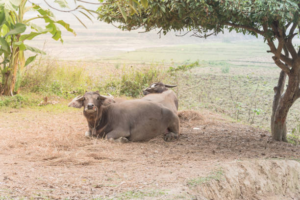 istock Leashed buffalo on leashed are resting under tree shade in the North Vietnam 1186127084