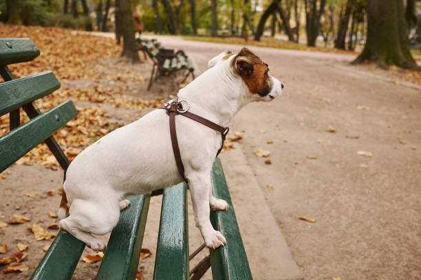 istock Jack Russell Terrier is waiting for the owner on a park bench 1186127093