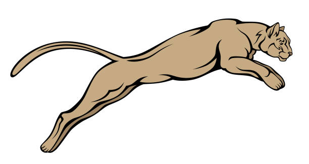 Jumping puma Jumping puma on a white background angry cat silhouette stock illustrations