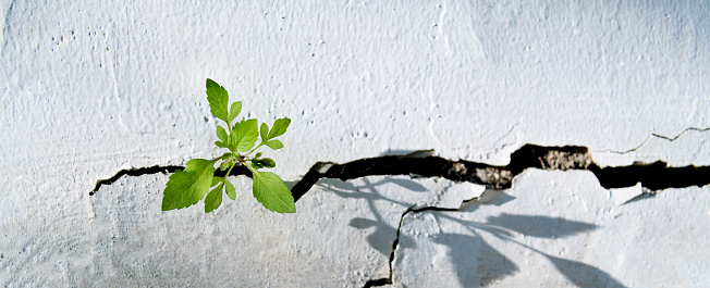 Plant growing on concrete wall.