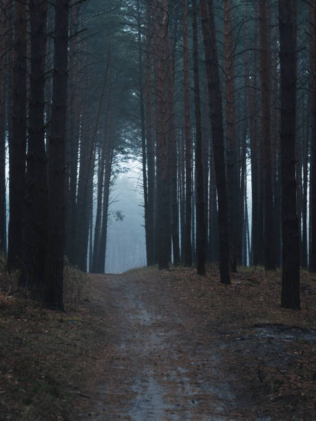 istock mystical dark foggy road in pine forest 1186127750