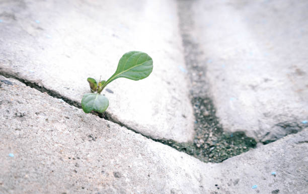 istock The old concrete road surface in the gutter and weeds that occurred between the gaps in the perch. 1186129037