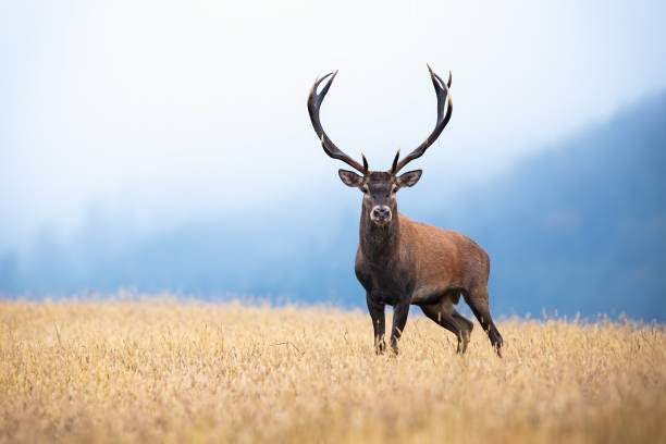 ciervo rojo con grandes cornamentas de pie en el campo con hierba gry en la niebla de la mañana - ciervo rojizo fotos fotografías e imágenes de stock