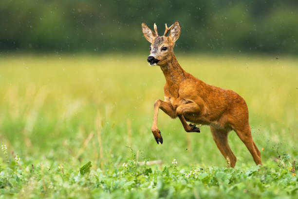 istock Young roe deer running through the summer raindrops 1186129445