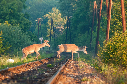 A pair of red deer stags, cervus elaphus, passing on the other side of the railroad. Two sunkissed european ruminants crossing borders with the human civilization. Concept of wildlife and transport