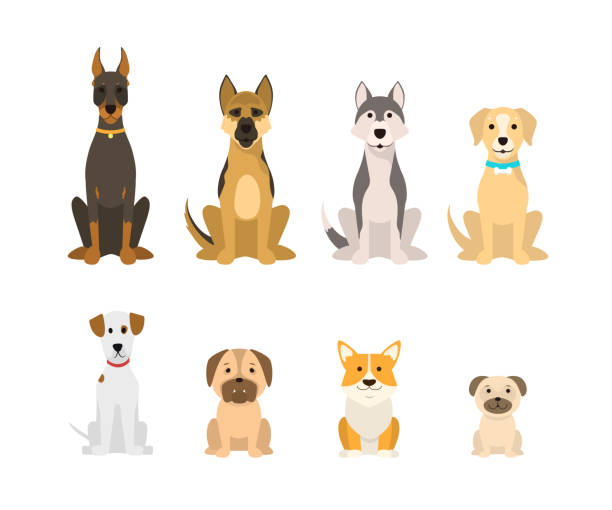 Cartoon Color Dog Breeds Icon Set. Vector Cartoon Color Dog Breeds Icon Set Include of Doberman, Husky and Corgi. Vector illustration of Icons Sitting Pet spitz type dog stock illustrations