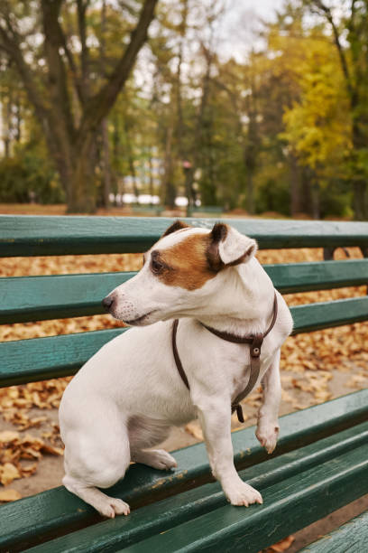 istock Jack Russell Terrier in a leash in autumn sits on a park bench 1186132217