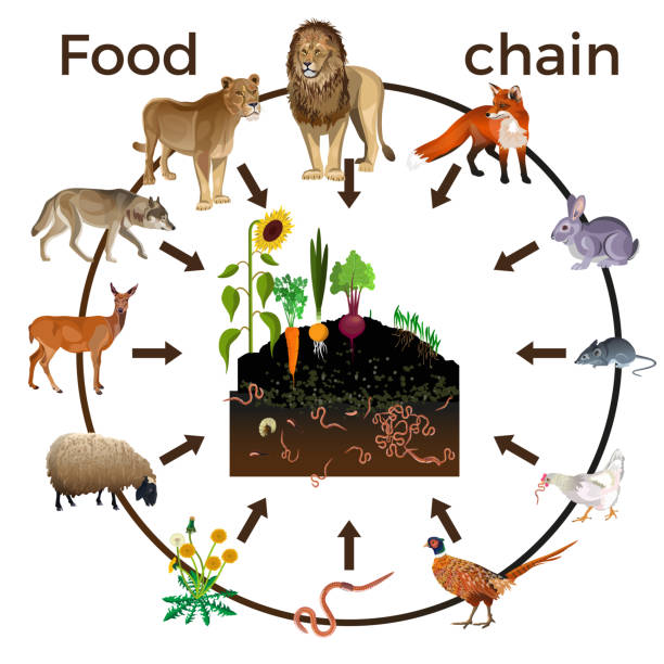 illustrazioni stock, clip art, cartoni animati e icone di tendenza di animali della catena alimentare - carnivore