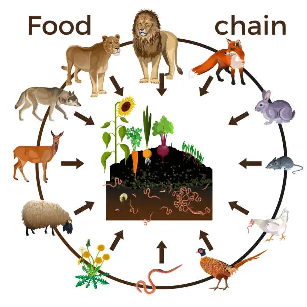 Vector illustration of Food chain animals