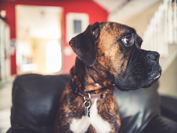 istock Portrait of a young boxer dog 1186132452