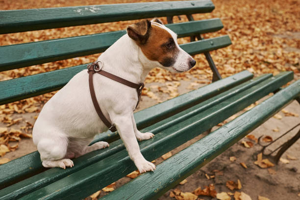 istock Jack Russell Terrier in a leash in autumn sits on a park bench 1186132540