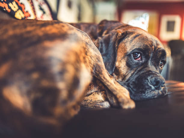 istock Portrait of a young boxer dog 1186132747