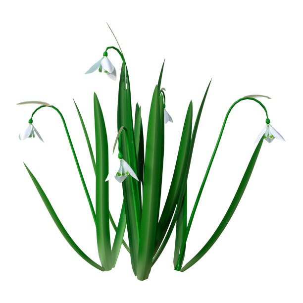 istock 3D illustration snowdrop flowers on white 1186133316