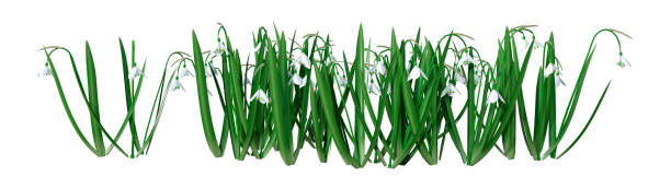 istock 3D illustration snowdrop flowers on white 1186133317