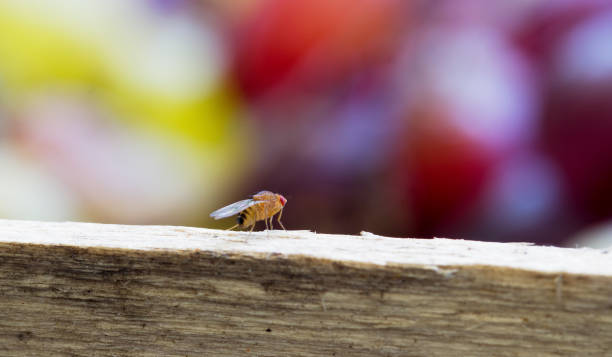 Fruit Fly insect Drosophila stock photo