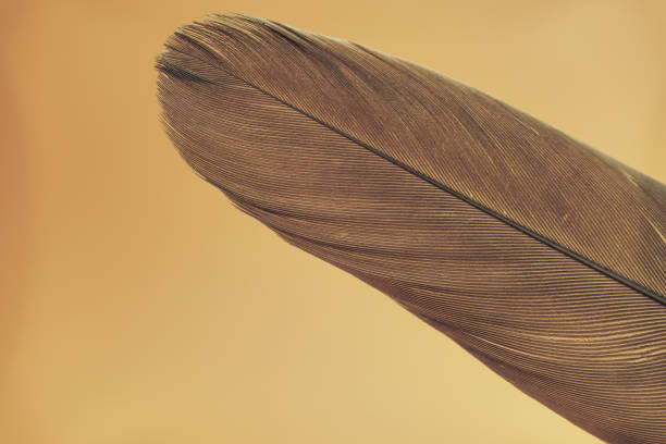 istock Close up Beautiful Bird feather on a yellow background texture. Macro photography view. 1186135094