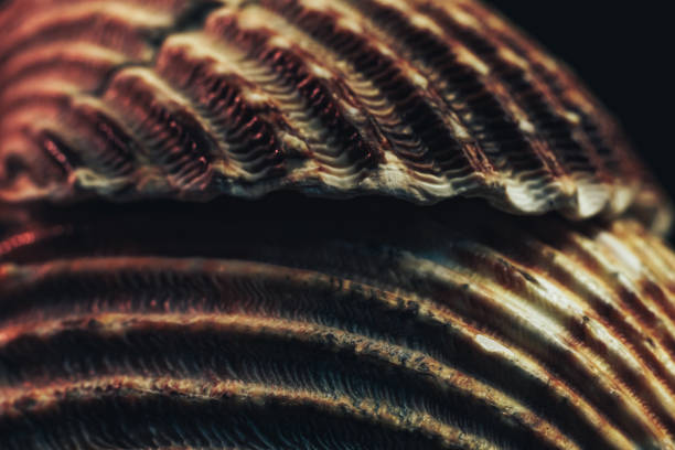 istock Close up Beautiful seashells on a black background texture. Macro photography view. 1186135219