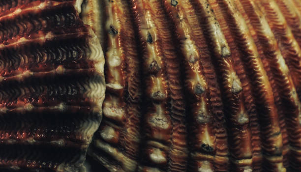 istock Close up Beautiful seashells on a black background texture. Macro photography view. 1186135354