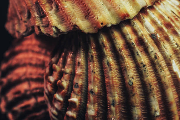 istock Close up Beautiful seashells on a black background texture. Macro photography view. 1186135377