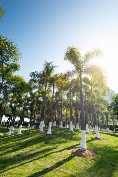 istock Public park with palm trees in the city 1186136170