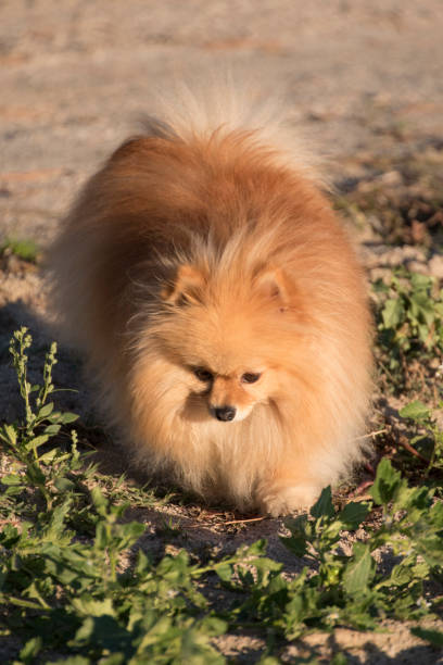 istock Pomeranian dog with long thick tan hair 1186138616