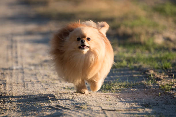 istock Pomeranian dog with long thick tan hair 1186138640
