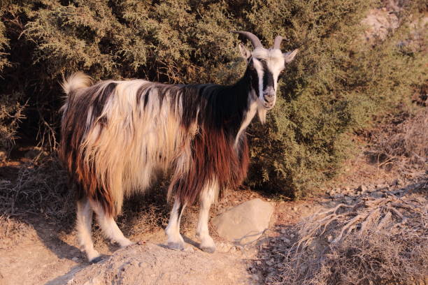 Animal Hair, Animal Mane, Shaggy Fur, Goat, Greece