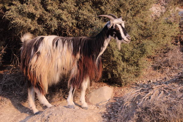 istock Shaggy Greek Goat 1186138798