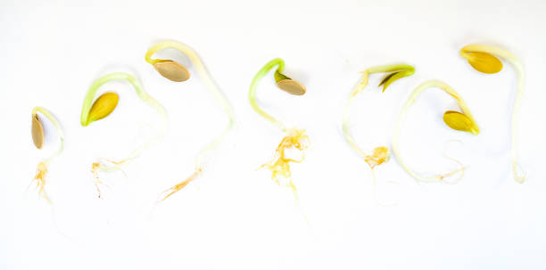 istock Germination sequence of pumpkin seeds. The concept of growth and development. 1186139082