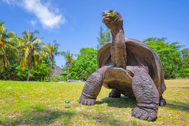 tartaruga gigante aldabra selvatica (aldabrachelys gigantea) sull'isola delle tartarughe curious, isola delle seychelles - seychelles foto e immagini stock