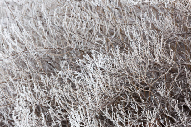 istock Bush branches covered in hoarforst snow 1186140589